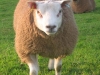 Dutch Ram Lamb ( 2010 )