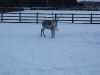 Yorick in the snow