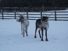 Yorick and Skylar in the snow