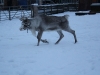 Skylar in the snow