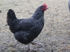 Marran Hen