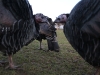 Turkeys ( Gloria, Ethel & Maggie )