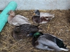 The call ducks ( Bramley, Pippin, Pumpkin & Squash )