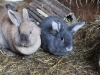 Fred & Fuzz