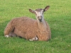 Blue faced Leicester tup lamb ( 2010 )