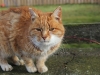 Pusskins