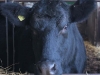 Pedigree Angus Cow
