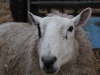 Patch the pet sheep