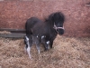 Frankie with 2 hour old colt foal Alfie